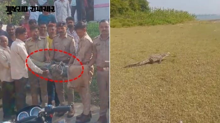 પંચમહાલ: ખોડિયાર મંદિરમાં 8 ફૂટ લાંબો મગર ઘૂસ્યો, વનવિભાગે રેસ્ક્યૂ કરી પાનમ ડેમમાં છોડ્યો