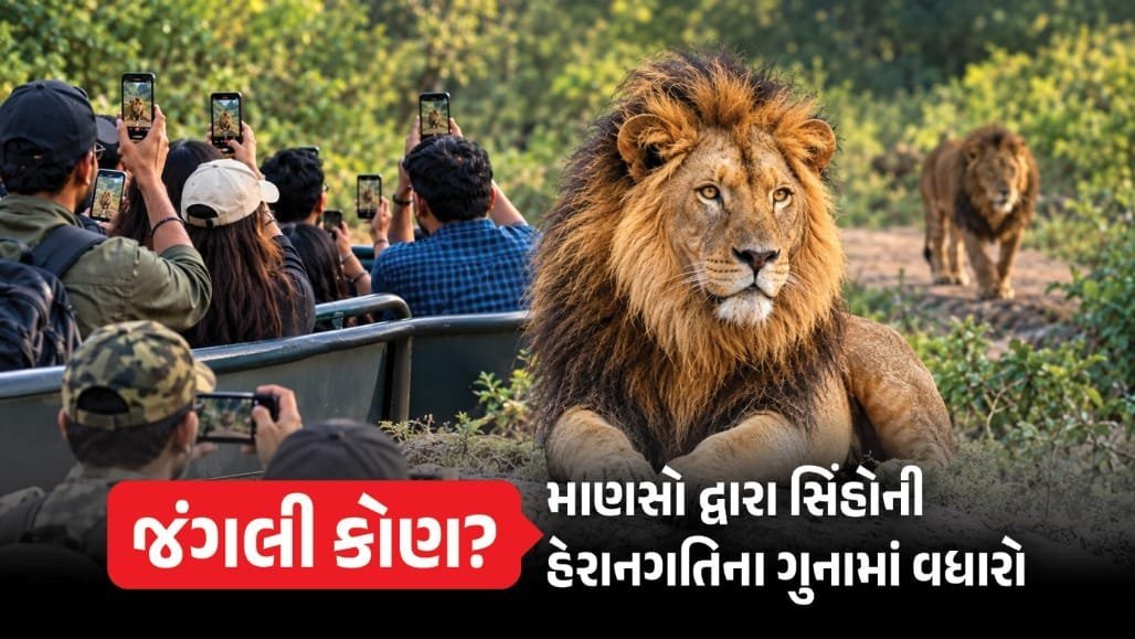 ગીરમાં સિંહની પજવણી: 4 મહિનામાં 75 ગુના, રૂ. 13.30 લાખથી વધુનો દંડ