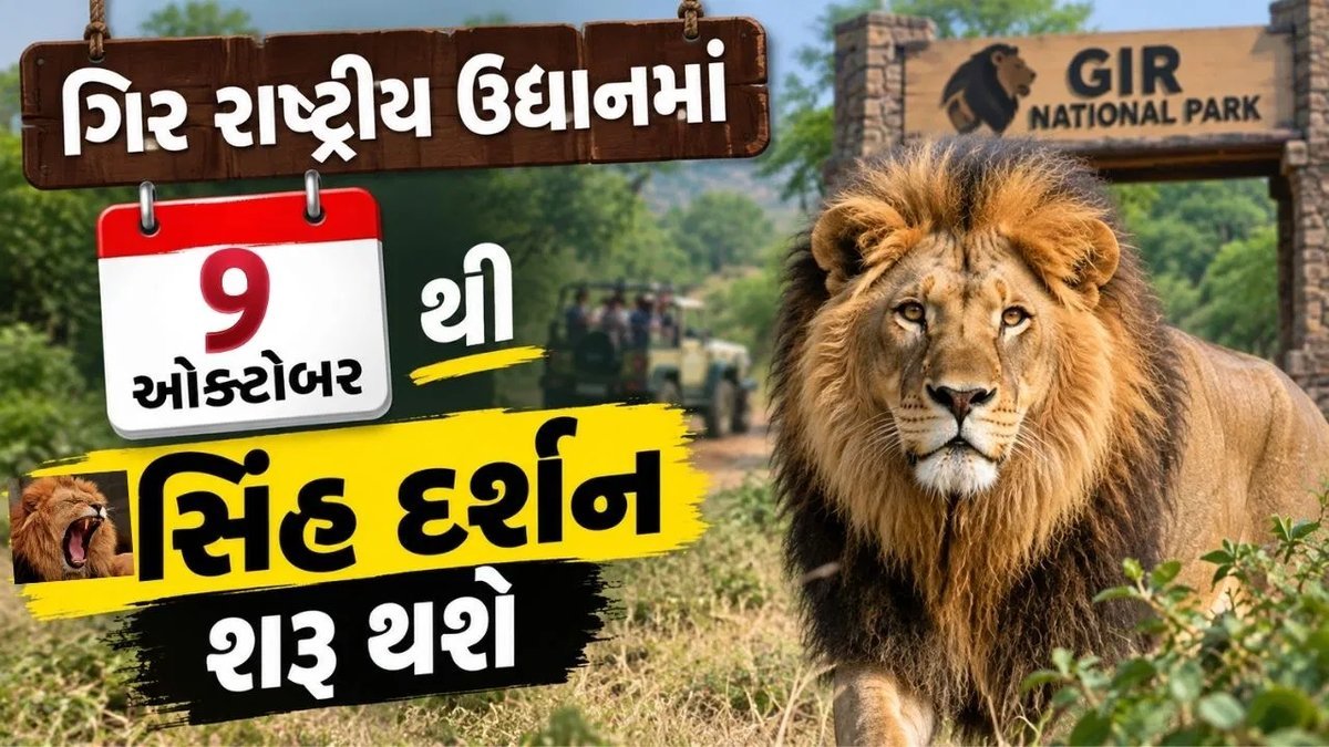 સાસણ ગીર સફારી 9 ઓક્ટોબરથી ખુલશે, દિવાળી પહેલાં સિંહ દર્શનનો આનંદ