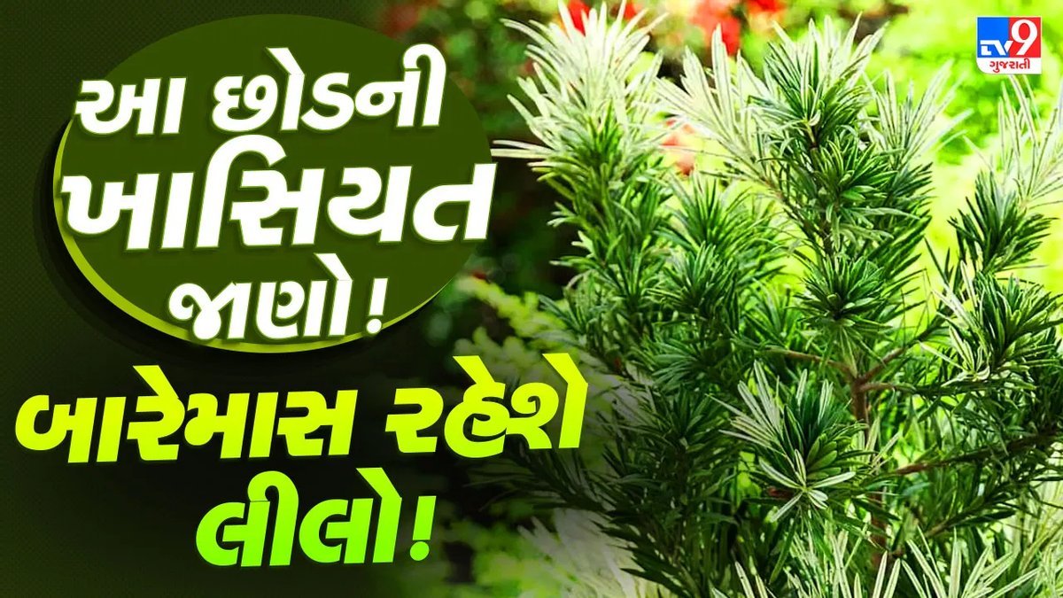 ઓછી મહેનતે આખું વર્ષ લીલોછમ રહેતો છોડ: રોમન કેન્ડલ પોડોકાર્પસ