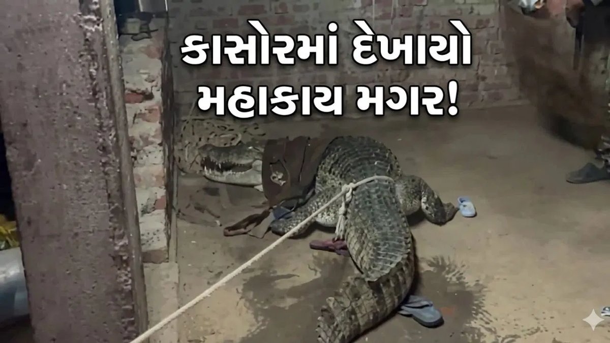 આણંદના કાસોર ગામમાં 9.5 ફૂટનો મગર દેખાયો, વન વિભાગે સુરક્ષિત રેસ્ક્યૂ કર્યું