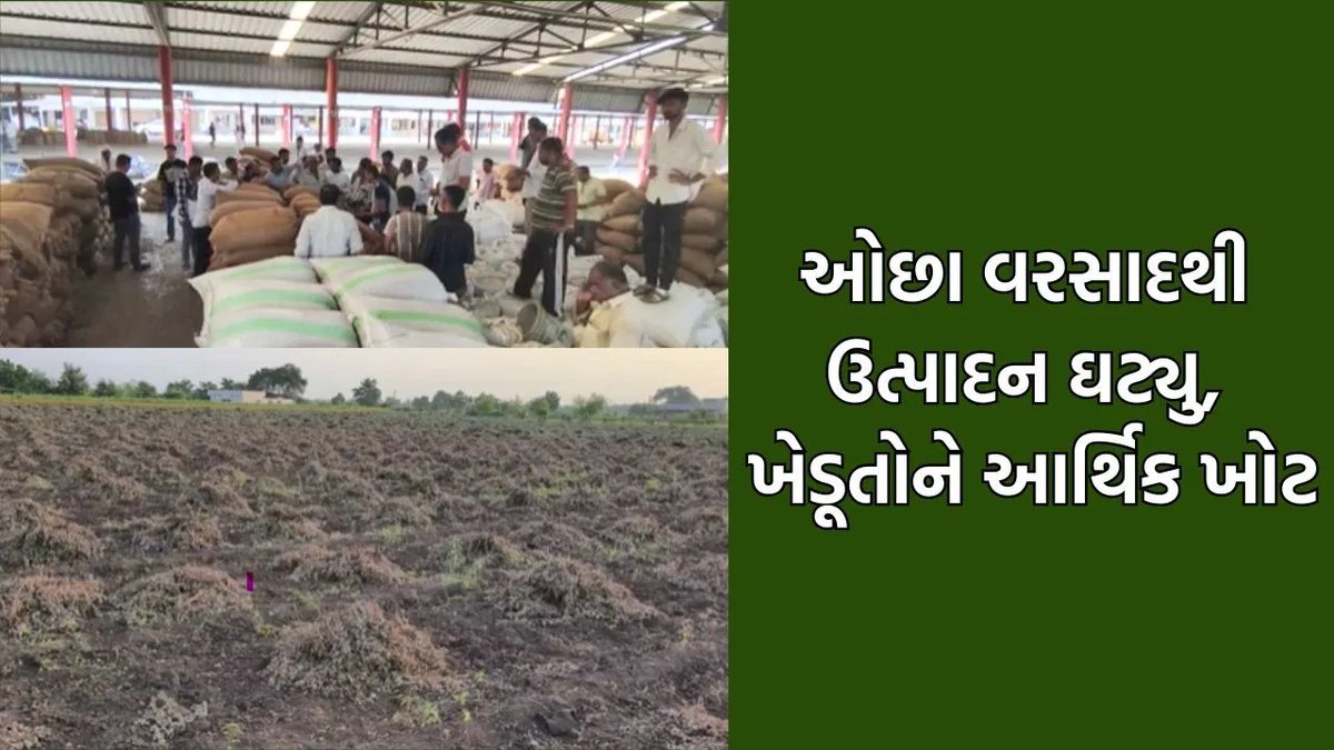 જુનાગઢમાં મગફળીનું ઉત્પાદન 50% ઘટ્યું, ખેડૂતોને મોટા નુકસાનની ભીતિ