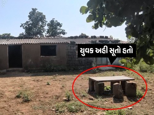 ઉના નજીક વલાદરમાં સિંહણે યુવકને ઘસડી જઈ માર્યો, પરિવારે મૃતદેહ સ્વીકારવાની ના પાડી
