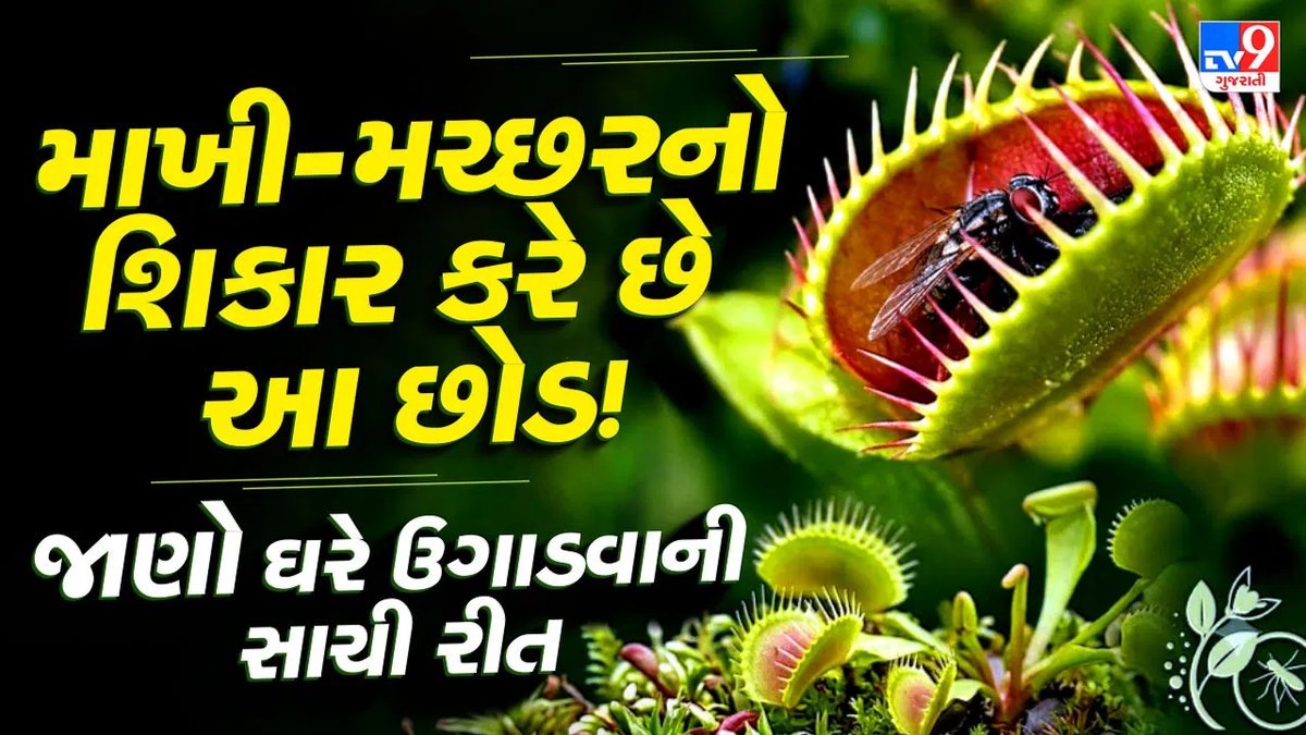 માખી-મચ્છર પકડતો છોડ ઘરે ઉગાડવો છે? પહેલા આ વાત જાણી લો