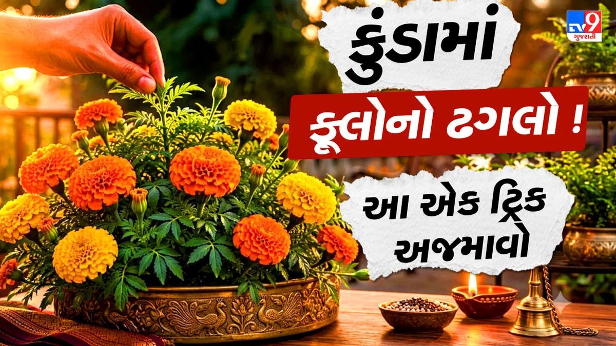દિવાળી પહેલા ગલગોટાના છોડમાં ઢગલાબંધ ફૂલો મેળવવા માળીની સરળ ટ્રિક