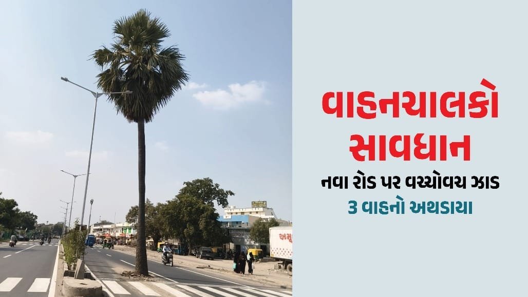 અમદાવાદના રામોલ રોડ પર રસ્તાની વચ્ચે ઝાડ, 3 અકસ્માત બાદ પણ AMC નિષ્ક્રિય