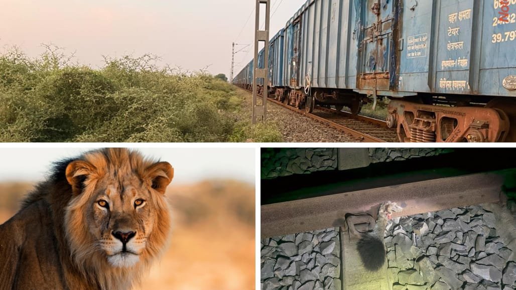 અમરેલીમાં લીલિયા-દામનગર વચ્ચે માલગાડીની અડફેટે સિંહ ઘાયલ, પૂંછડી કપાઈ