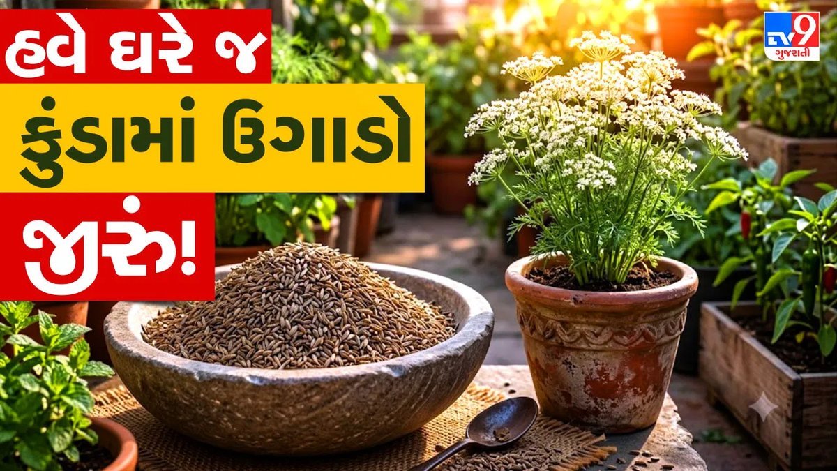 ઘરે કુંડામાં જીરું ઉગાડવાની સરળ રીત: માટી, બીજ અને સંભાળની સંપૂર્ણ માહિતી