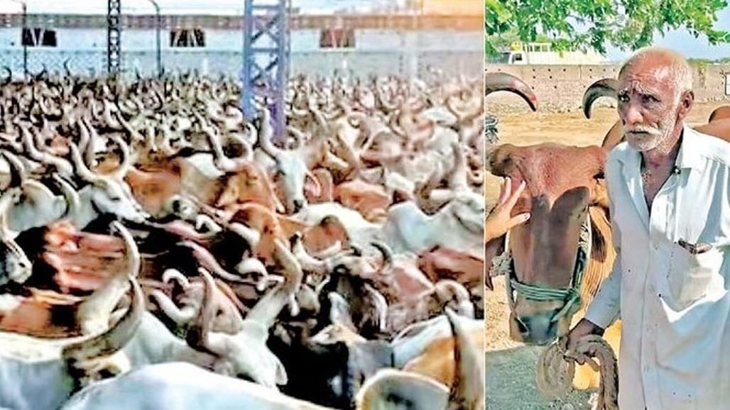 રાજકોટના બળદ આશ્રમમાં 20 દિવસમાં 6000 બળદ: દુષ્કાળથી ખેડૂતો મજબૂર, ભીની આંખે છોડ્યા