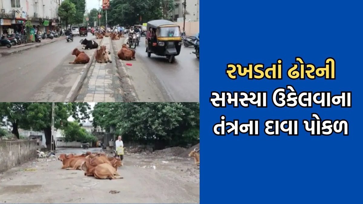 જુનાગઢમાં ખાડા અને રખડતા ઢોરનો ત્રાસ: મનપાના દાવા પોકળ, લોકો અકસ્માતના ભોગ