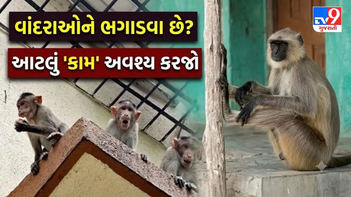 વાંદરાઓને ઘરથી દૂર રાખવા માટે 5 સરળ ઘરેલું ઉપાયો, જાણો શું કરે છે અસર