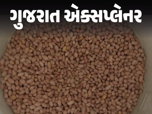 સીંગતેલના ભાવ વધશે? દુષ્કાળને કારણે મગફળીનું ઉત્પાદન ૨૦% ઘટવાની શક્યતા