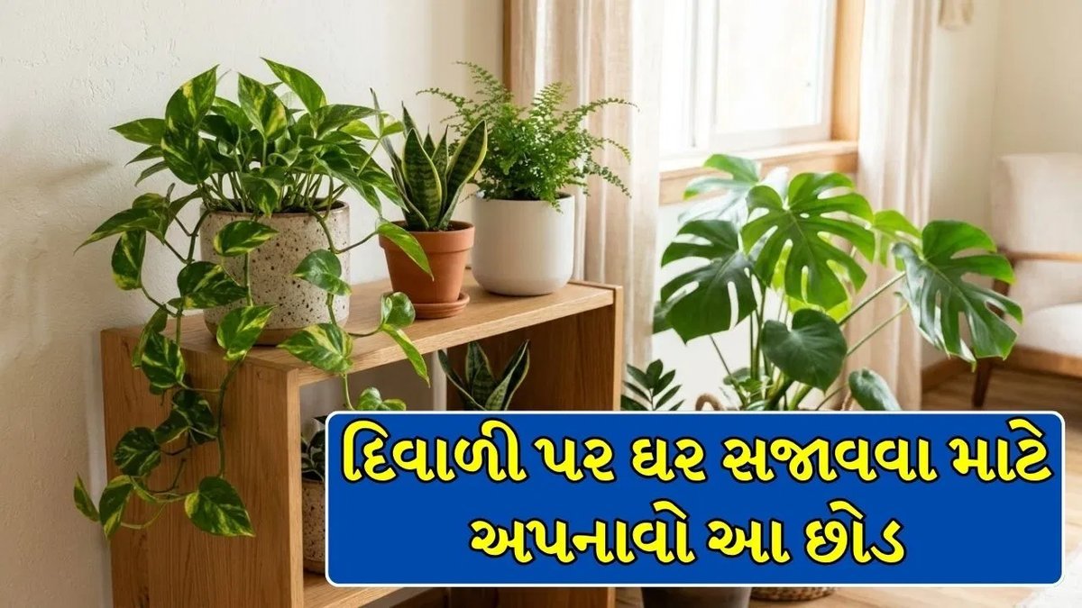 દિવાળીમાં મોંઘા ફર્નિચર વિના પણ ઘરને બનાવો શાહી, આ 5 છોડ છે પૂરતા