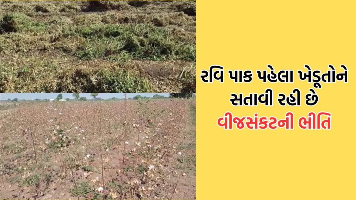 ધોરાજીના ખેડૂતોને શિયાળુ પાક માટે નિયમિત વીજ પૂરવઠાની માંગ, ઓછા વરસાદ પછી બીજી ચિંતા
