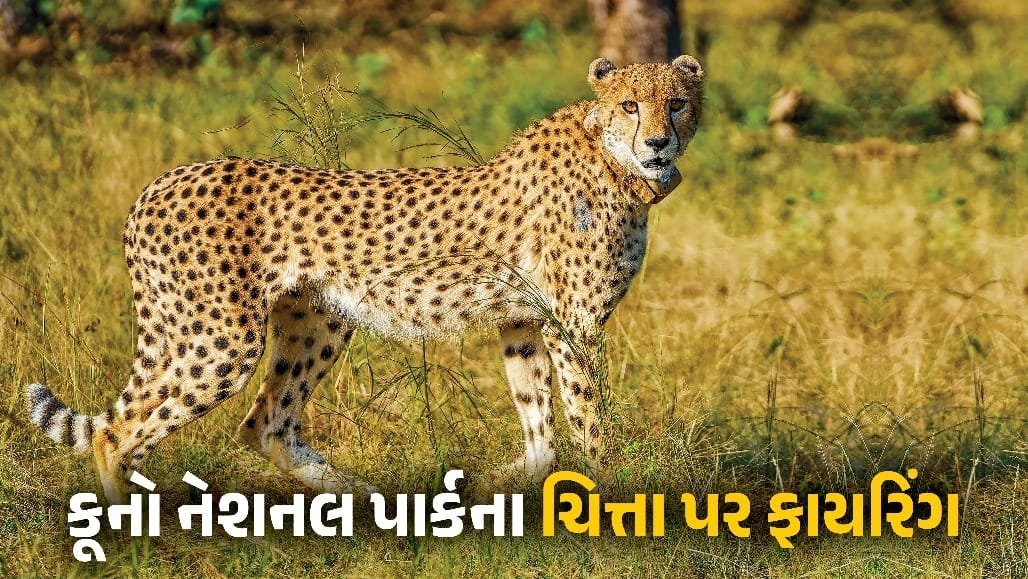 કૂનો નેશનલ પાર્ક નજીક ચિત્તા પર ગોળીબાર, શરીરમાંથી પાંચ છરા નીકળ્યા, તપાસ શરૂ