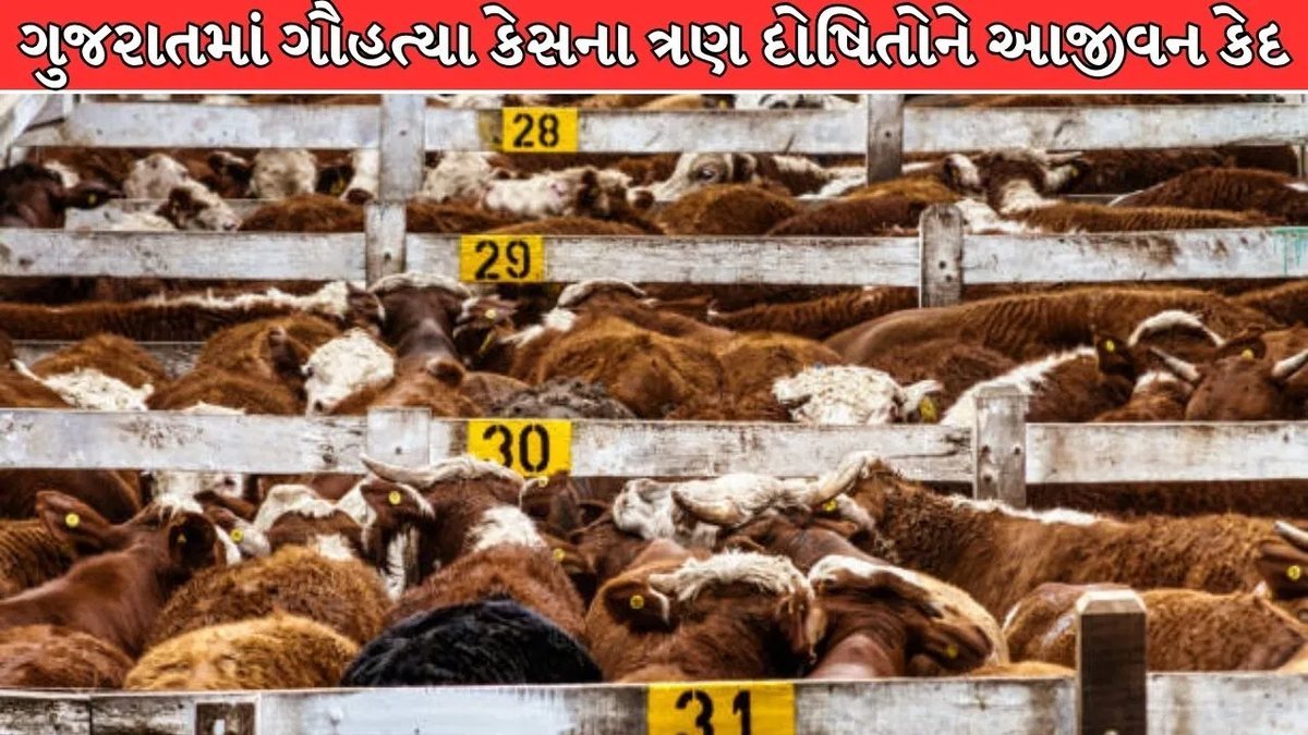 કલોલ કોર્ટે ગૌહત્યા કેસમાં ત્રણને આજીવન કેદ, ચુકાદામાં વેદોનો ઉલ્લેખ