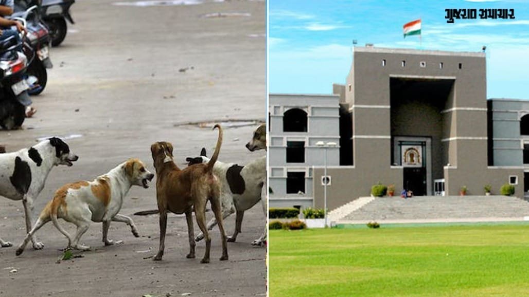 રખડતાં કૂતરાંના ખસીકરણ પર હાઇકોર્ટમાં સરકારનો જવાબ: હજુ કેટલાક જિલ્લામાં ABC સેન્ટર નથી