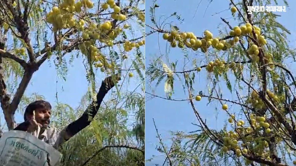 અમદાવાદ નજીકના ખેતરોમાં દેશી આમળાની ભરપૂર ઉપજ, બજારોમાં હાઇબ્રિડનો દબદબો