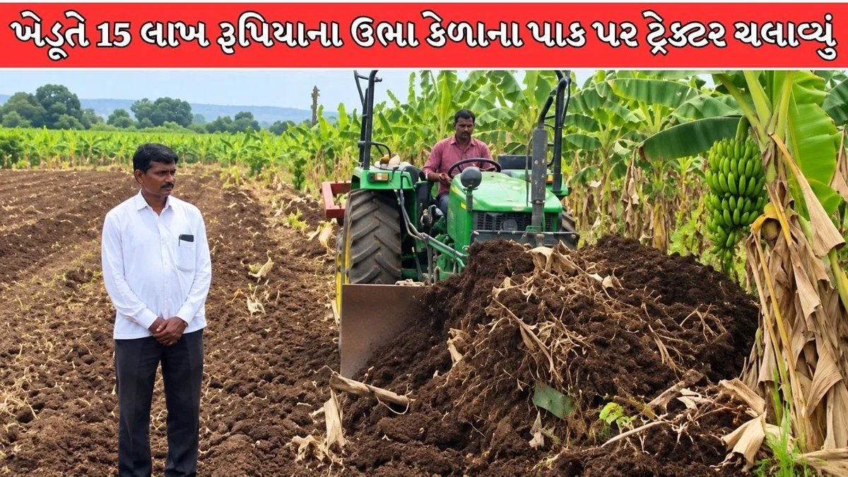 મહારાષ્ટ્રના નાંદેડમાં પાણીની અછત અને ભાવ ન મળતાં ખેડૂતે ટ્રેક્ટરથી કેળાનો પાક ઉખેડ્યો