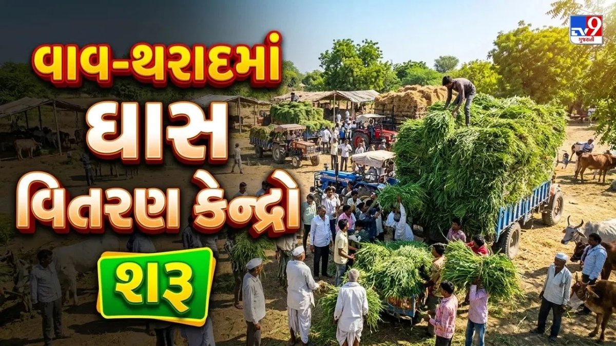 વાવ-થરાદમાં ઘાસ વિતરણ કેન્દ્રો શરૂ, પશુપાલકોને કિલોદીઠ રૂ. 2માં ઘાસચારો