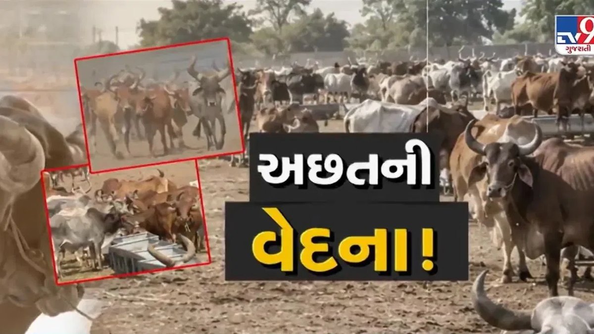 સૌરાષ્ટ્રમાં દુષ્કાળ: પાણી અને ઘાસચારાની અછતથી ખેડૂતો બળદોને આશ્રમમાં મુકવા મજબૂર