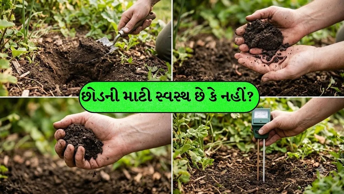 છોડના કૂંડામાં અળસિયાં દેખાય એટલે શું? માટીની તંદુરસ્તી ઓળખવાનો સહેલો માર્ગ