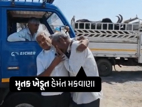 દુષ્કાળની અસર: જામનગરના ખેડૂતે પાક નિષ્ફળ જતાં આપઘાત કર્યો, બળદ આશ્રમમાં મૂકવા પડ્યા
