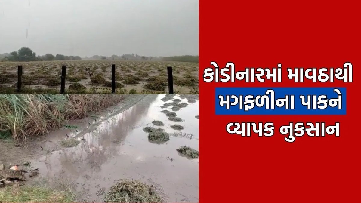 ગીર સોમનાથમાં માવઠું: તાલાલા-કોડીનારના ખેડૂતોના મગફળી-ચણાના પાકને નુકસાનની ભીતિ