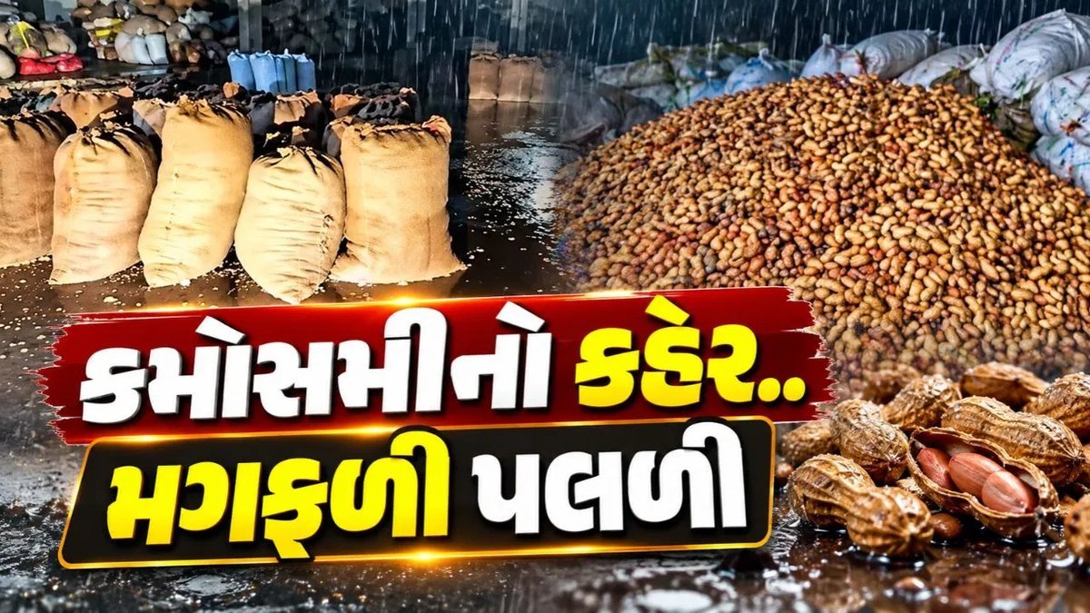 રાજકોટના જેતપુર માર્કેટ યાર્ડમાં કમોસમી વરસાદથી મગફળી પલળી, આગાહી છતાં ખુલ્લામાં કેમ રાખી? સવાલો ઊભા