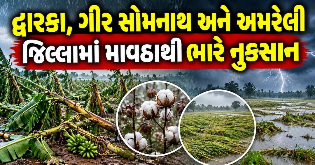 સૌરાષ્ટ્રમાં કમોસમી વરસાદ: દ્વારકા, ગીર સોમનાથ અને અમરેલીમાં પાકને ભારે નુકસાન
