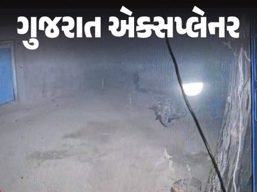 15 લોકોને ડંખ મારનાર પ્રાણી મૃત્યુ પામ્યું: શું દૂધમાં હડકવા વાયરસ ફેલાય? જાણો સત્ય