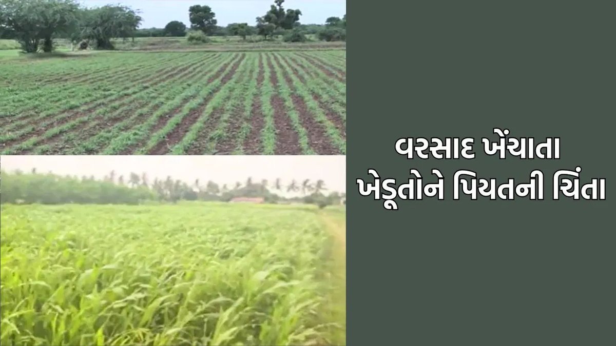 ભાવનગરમાં વરસાદ ખેંચાતાં ખેડૂતો ચિંતિત, પાકને નુકસાનનો ભય