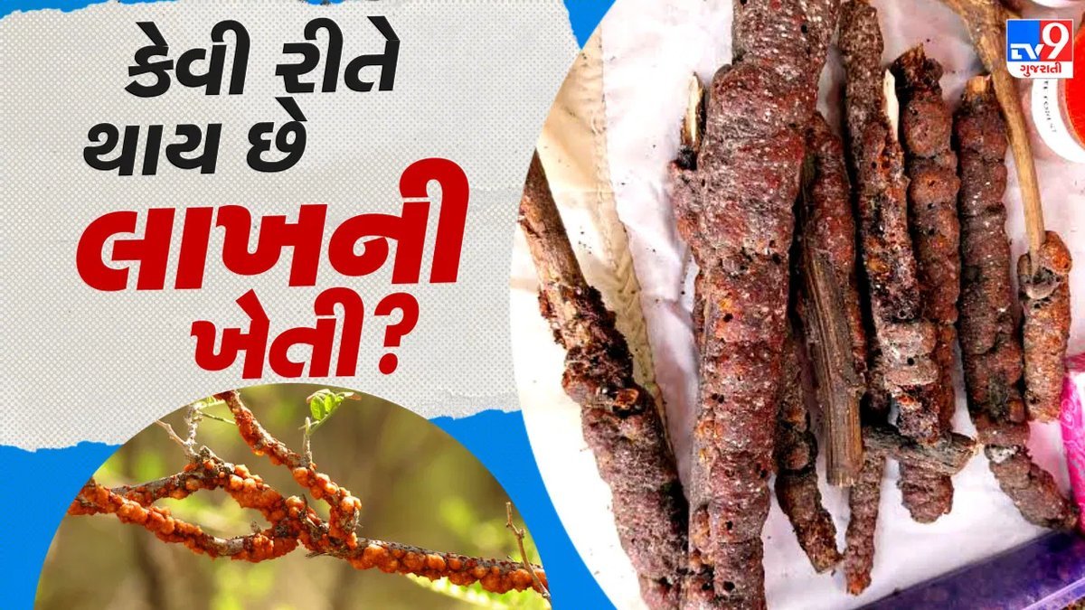 લાખની ખેતી: ઝાડ પર ઉગતો પાક, ઓછા ખર્ચે આવકનો નવો સ્ત્રોત
