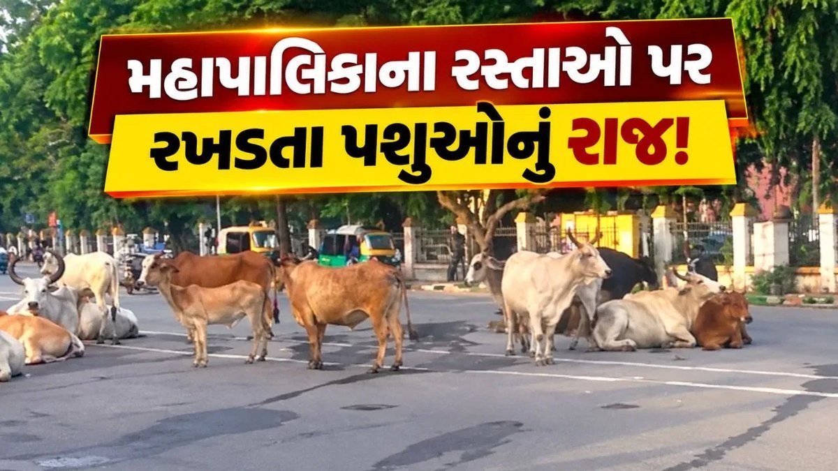 નવસારીમાં રખડતા ઢોરનો ત્રાસ: કરોડોનો ખર્ચ છતાં ઉકેલ દૂર