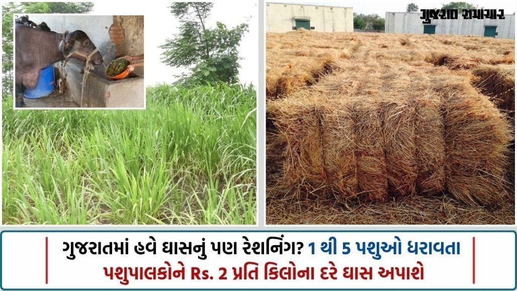 અછતગ્રસ્ત 4 જિલ્લામાં પશુપાલકોને 2 રૂપિયા પ્રતિ કિલોના દરે ઘાસ આપવાનું આયોજન