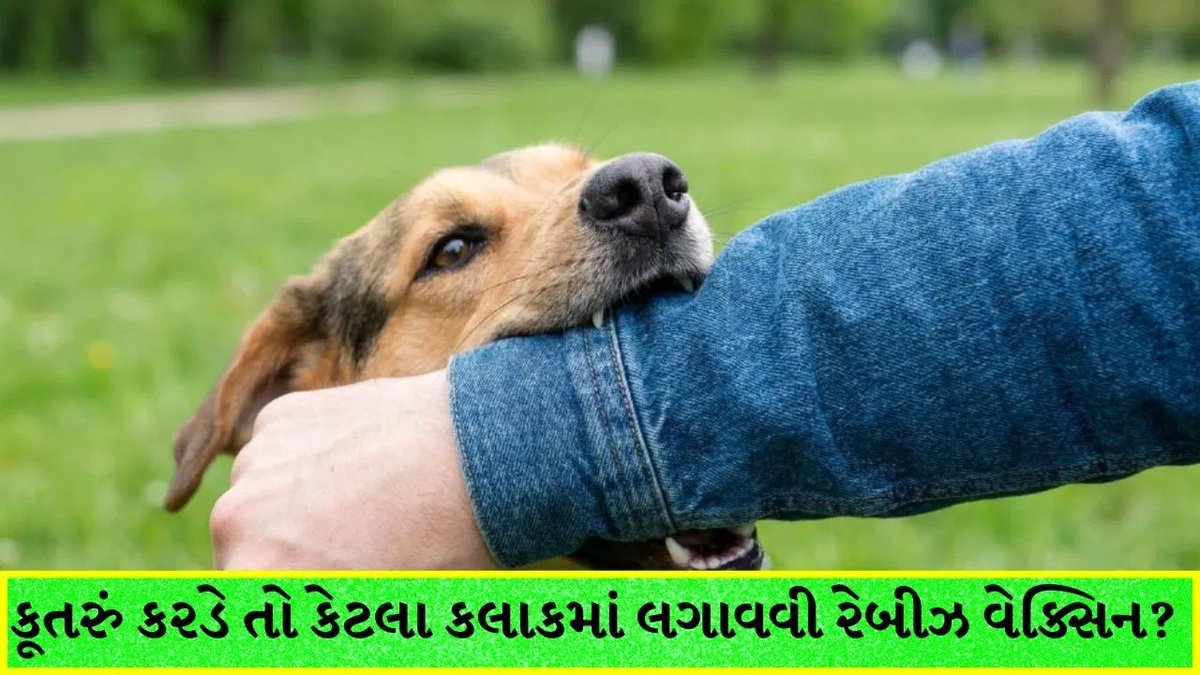 કૂતરું કરડે તો કેટલા કલાકમાં રેબીઝની રસી લેવી જરૂરી? જાણો સાચો સમય અને સારવાર