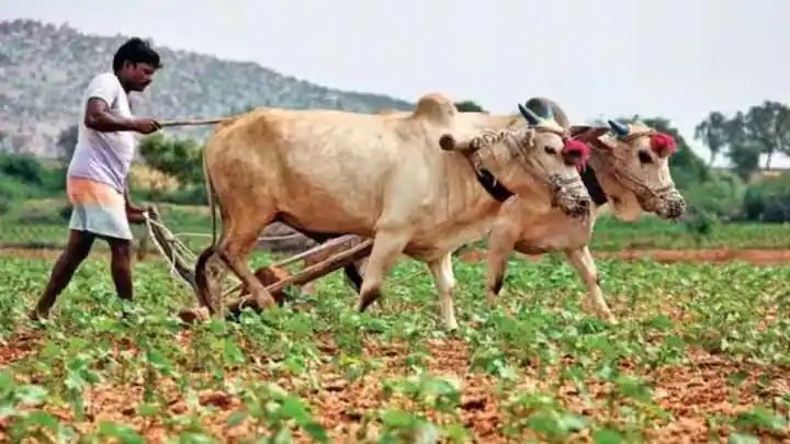 ગુજરાતમાં ચોમાસું નબળું: 70% પાક સંકટમાં, ખેડૂતો ચિંતિત