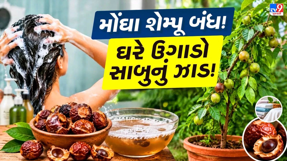 મોંઘા સાબુ-શેમ્પૂ છોડો, ઘરે ઉગાડો અરીઠાનું ઝાડ અને કુદરતી રીતે સાફ કરો વાળ અને કપડાં