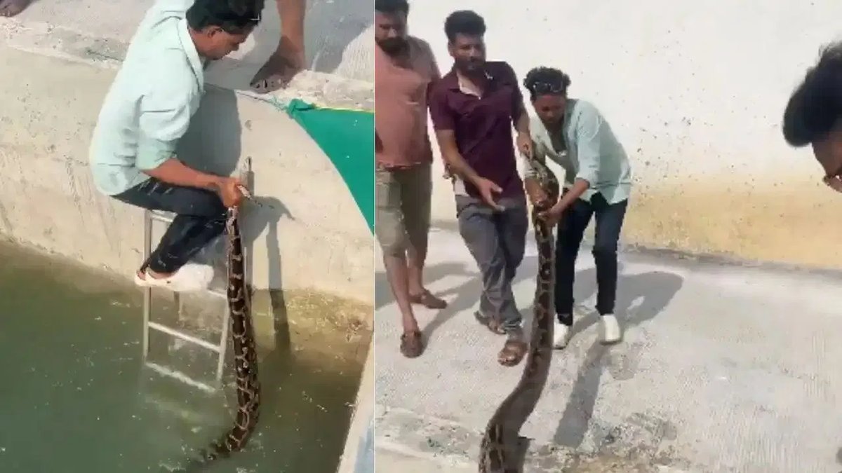 કૂવામાં ફસાયેલા મહાકાય અજગરને યુવકે પૂંછડી પકડી બહાર કાઢ્યો, વીડિયો વાયરલ