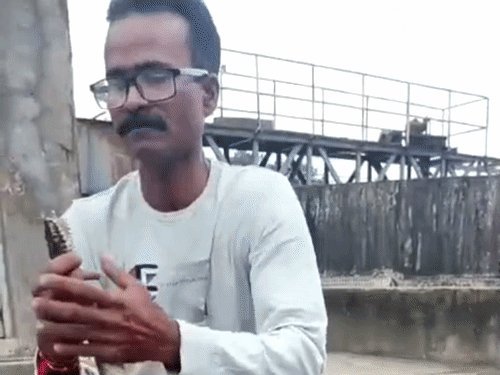 વાપી GIDCમાં સ્નેક કેચરે સાપને મોંથી શ્વાસ આપી બચાવ્યો, કેમિકલવાળું પાણી પીને થયો હતો બેભાન