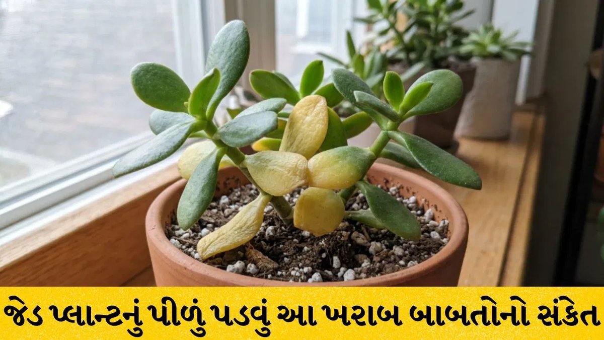 જેડ પ્લાન્ટનાં પાંદડાં પીળાં પડે તો શું કરવું? વાસ્તુ અને ફેંગશુઈના સંકેત અને ઉપાયો