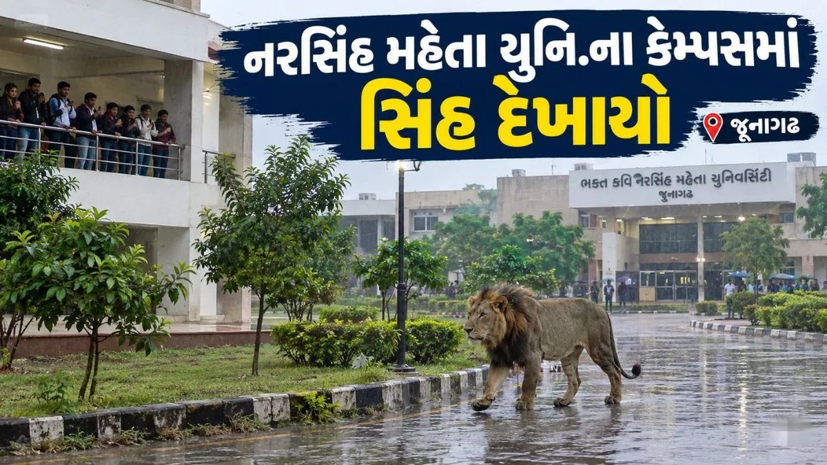 જૂનાગઢ: નરસિંહ મહેતા યુનિવર્સિટી કેમ્પસમાં સિંહ દેખાયો, વિદ્યાર્થીઓમાં ફફડાટ