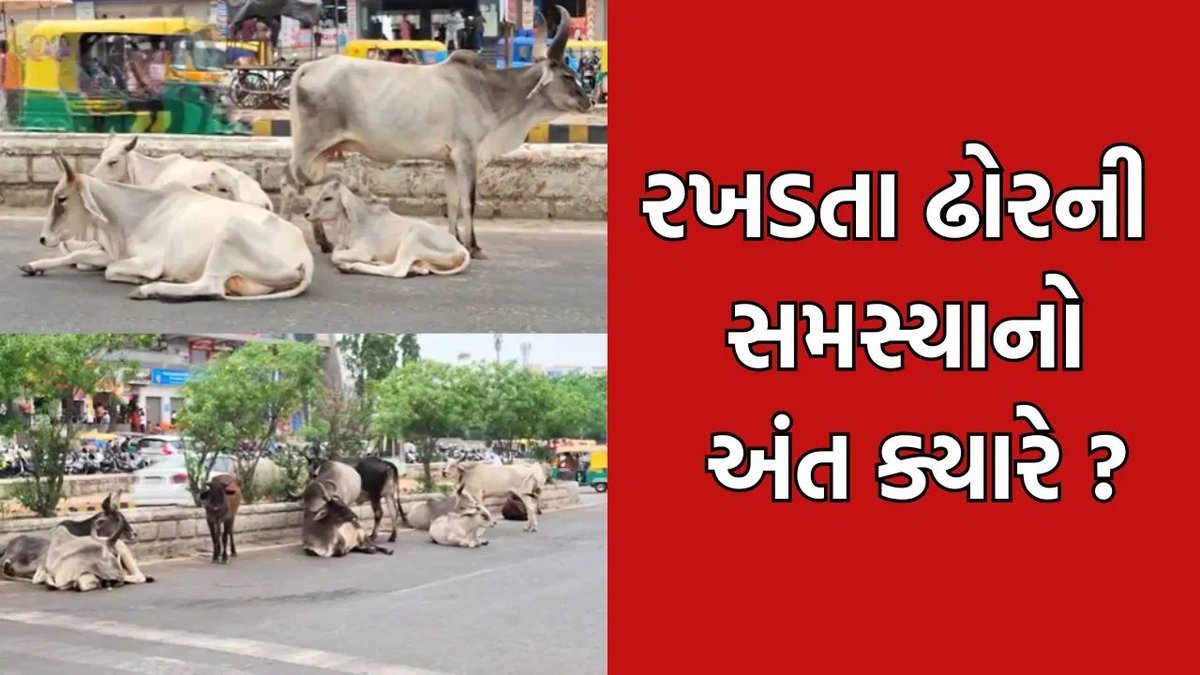 બનાસકાંઠામાં રખડતાં ઢોરની સમસ્યા વકરી, રાહદારીઓ સહિત વાહનચાલકો પરેશાન