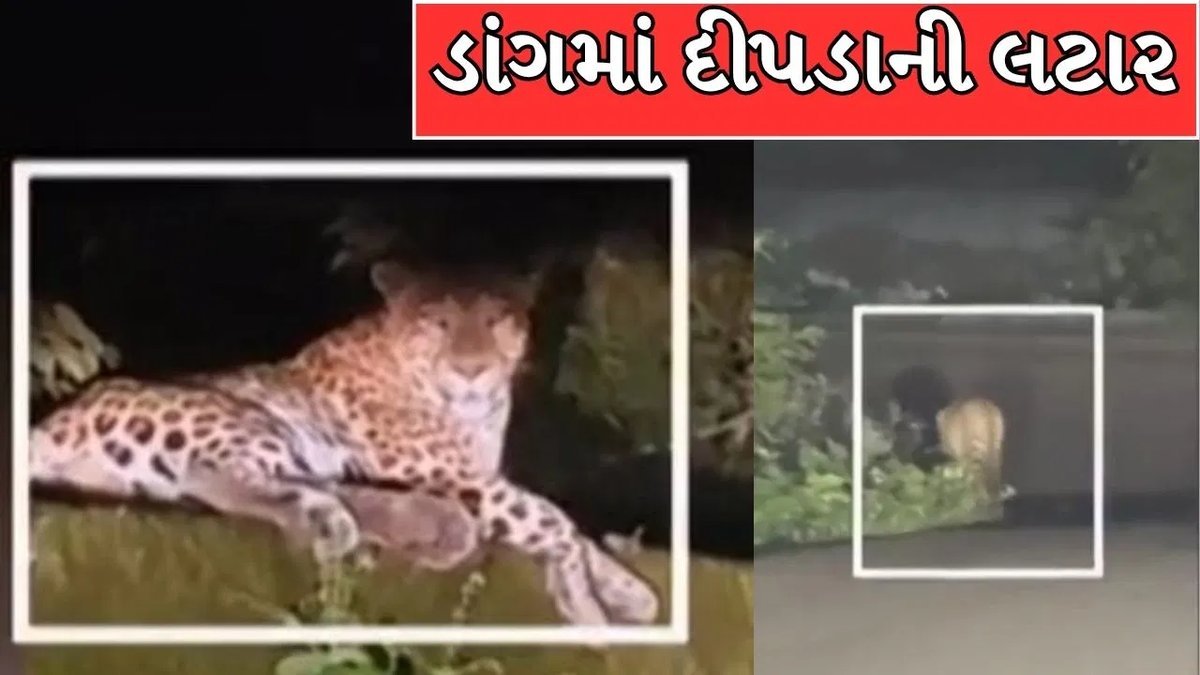 ડાંગમાં સાપુતારા ઘાટ પર દીપડો કાર સામે આવ્યો, વીડિયો વાયરલ