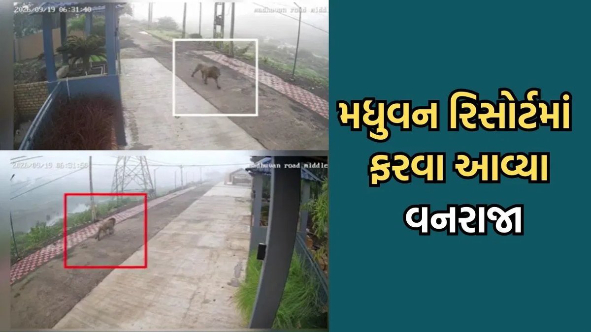 ગીર સોમનાથ: તાલાળાના મધુવન રિસોર્ટમાં દિવસ દરમિયાન સિંહની લટાર, CCTVમાં દૃશ્યો કેદ