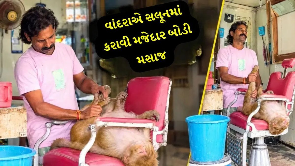 વાંદરાએ સલૂનમાં બેસીને કરાવી બોડી મસાજ, 'મોંકેશ ભાઈ'નો VIP અંદાજ વાયરલ