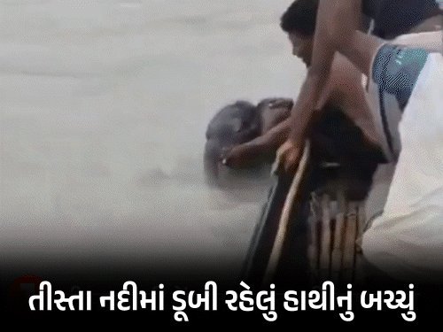 પશ્ચિમ બંગાળમાં માછીમારોએ તિસ્તા નદીમાં ડૂબતા હાથીના બચ્ચાને બચાવ્યું, બે કલાક બાદ માતા સાથે મિલન