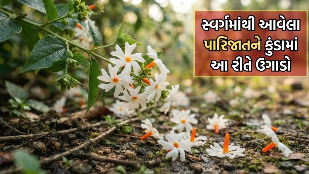 પારિજાતનું વૃક્ષ કુંડામાં કેવી રીતે ઉગાડવું? જાણો સરળ રીત