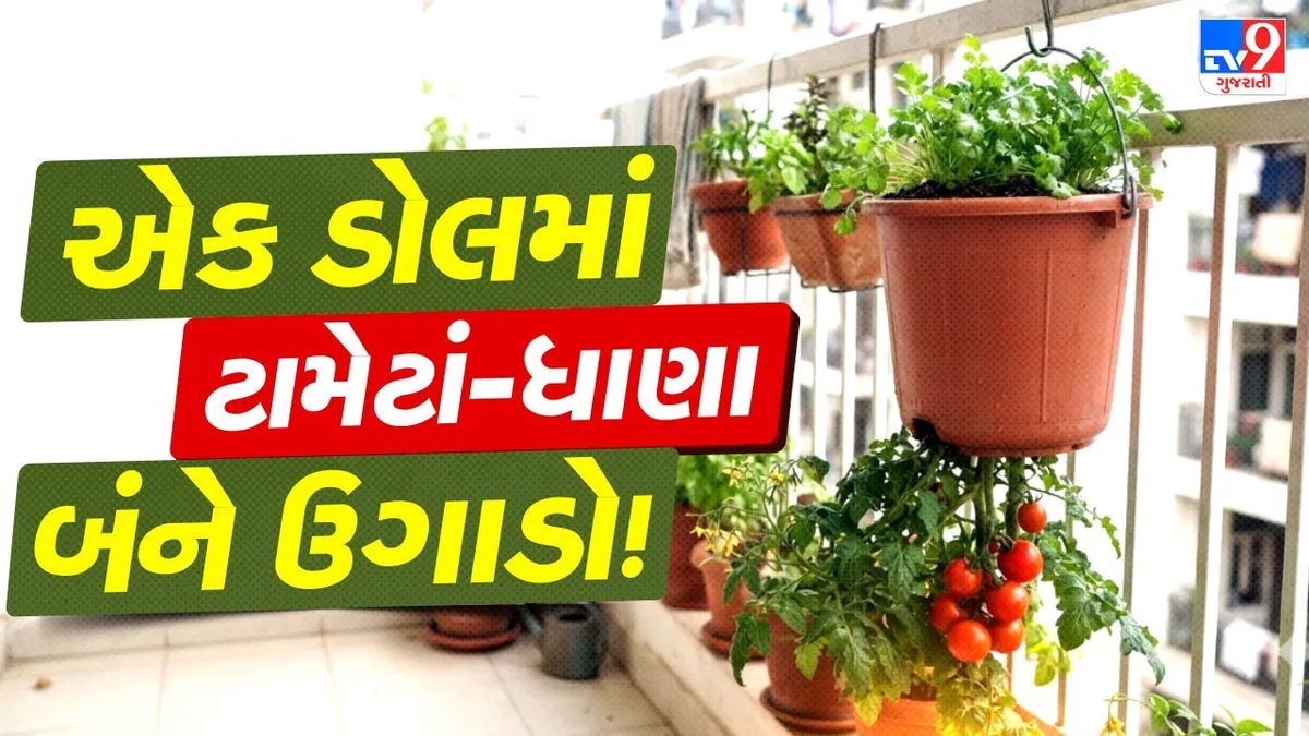 એક જ ડોલમાં ટામેટાં અને ધાણા: નાની બાલ્કની માટે અપસાઇડ ડાઉન ગાર્ડનિંગ
