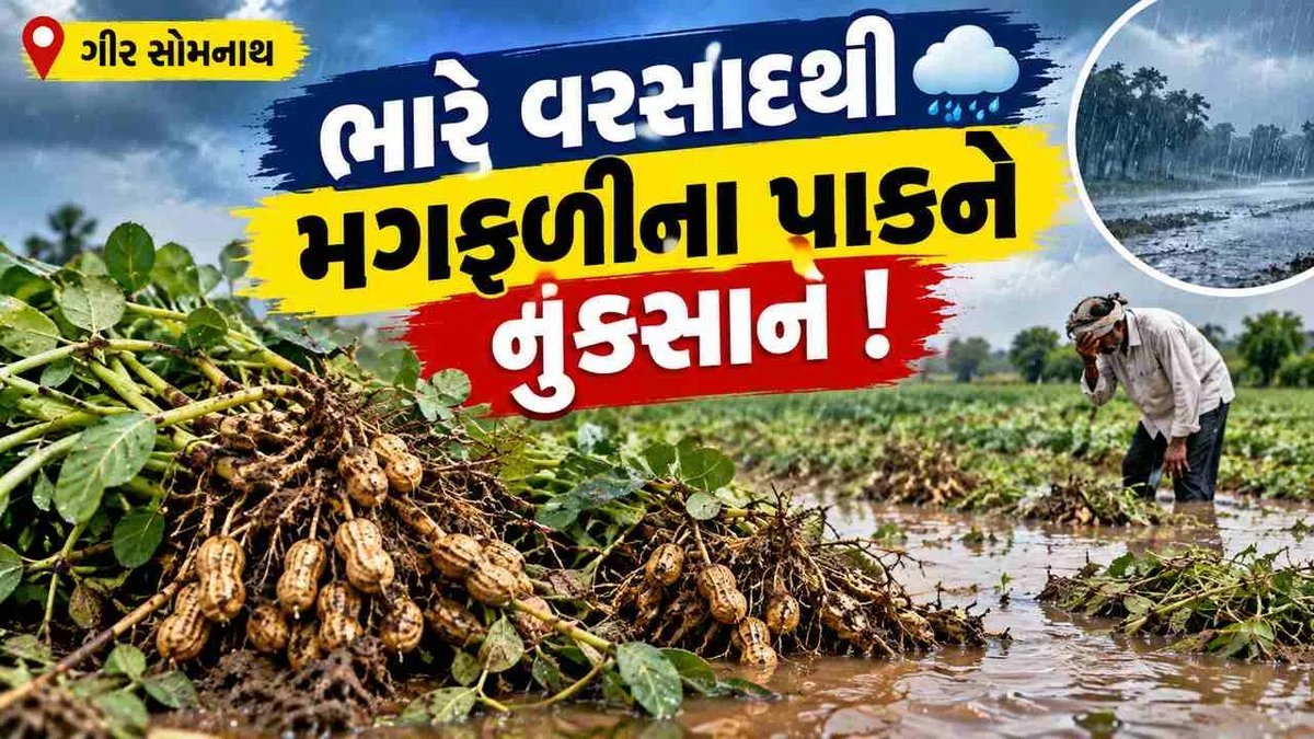 ગીર સોમનાથમાં ભારે વરસાદથી મગફળીના પાકને નુકસાન, ખેડૂતોએ સર્વે અને સહાયની માંગ કરી